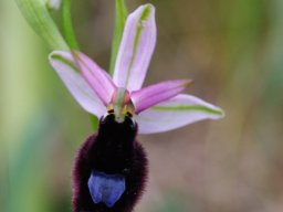 Ophrys_bertoloniiformis_San_Giovanni_Rotondo